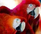 Compagno di pappagalli