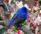 Uccello azzurro