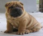 Cucciolo Shar-pei