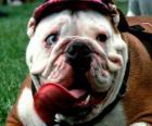 Bulldog - Bulldog Inglese