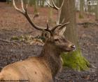 Cervo maschio nella foresta