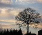 Albero senza fogli in inverno 