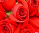 Rose rosse aperte