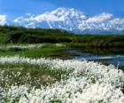 Pianura con vegetazione econ le montagne verso il basso