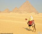 Un cammello di fronte alle piramidi, monumenti funerari di Antico Egitto