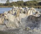 Mandria di cavalli selvaggi attraverso l'acqua