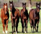 Quattro cavalli