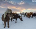 Una mandria di cavalli selvaggi nel prato innevato durante un inverno freddo