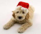 Cucciolo elegante per le celebrazioni di Natale con un cappello
