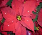 Gruppo di poinsettie