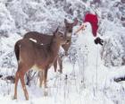 Due cervi accanto a un pupazzo di neve