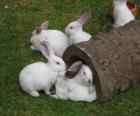 Gruppo di coniglio bianco