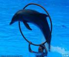 Delfino salta attraverso un cerchio