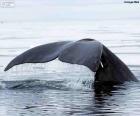 Grande coda di balena