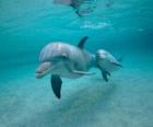 Delfino con un piccolo nuotando nel mare