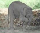 Piccolo elefante