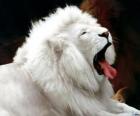 Il leone bianco
