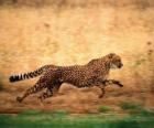Leopard in corsa