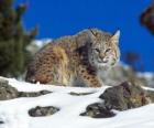 Lince o lynx adulto in un paesaggio di rocce e vegetazione