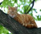 Gatto che riposa sul ramo di un albero