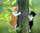 Due gatti su di un albero