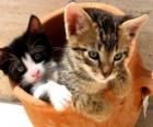 Due gatti in un vaso