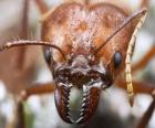 La testa di formica