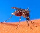 Zanzara con le sue lunghe gambe e il becco a forma di bocca