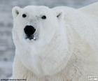 Testa di un orso polare