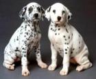 Due cuccioli dalmata