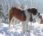 Cane di San Bernardo, un cane soccorritore con un barile di brandy intorno al suo collo