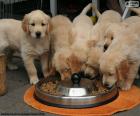 Cuccioli di Golden retriever