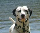 Cane dalmata con la sua pelle con manchie