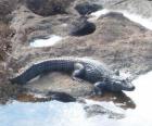 Crocodrile che entra in fiume