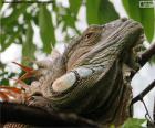 La testa impressionante di una grossa iguana