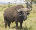 Gnu, tranquillamente pascolare nella savana