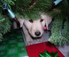 Nascondendo cane sotto l'albero di Natale