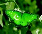 Bandiera del Pakistan o Pachistan