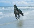 Cavallo, galoppando sulla spiaggia nera
