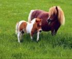 Due pony