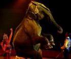 Elefante al circo