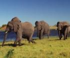 Elefanti camminare