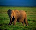 Elefante nella savannah
