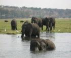 Gruppo di elefanti in uno stagno nella savana