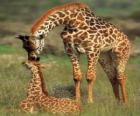 Famiglia di giraffe