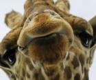 Faccia di giraffa