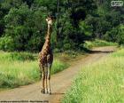 Giraffa sul percorso