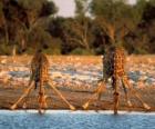 Due giraffe, a bere in un laghetto nella savana