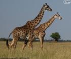 Due giraffe in Savannah