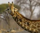 Giraffa con alcuni uccelli nel suo lungo collo